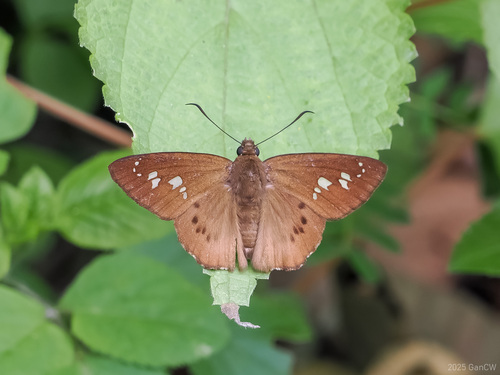 Seseria formosana