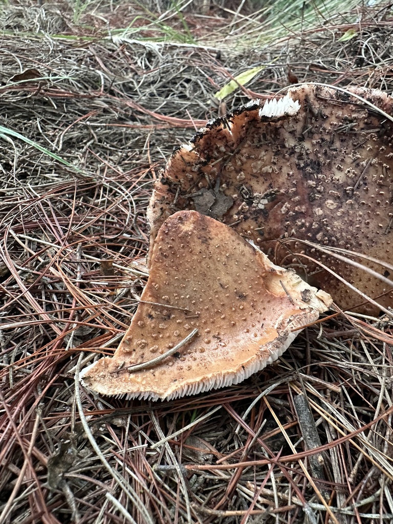 Amanita brunneolocularis · April 2025 · photo: © nbareschu (iNaturalist, cc-by)