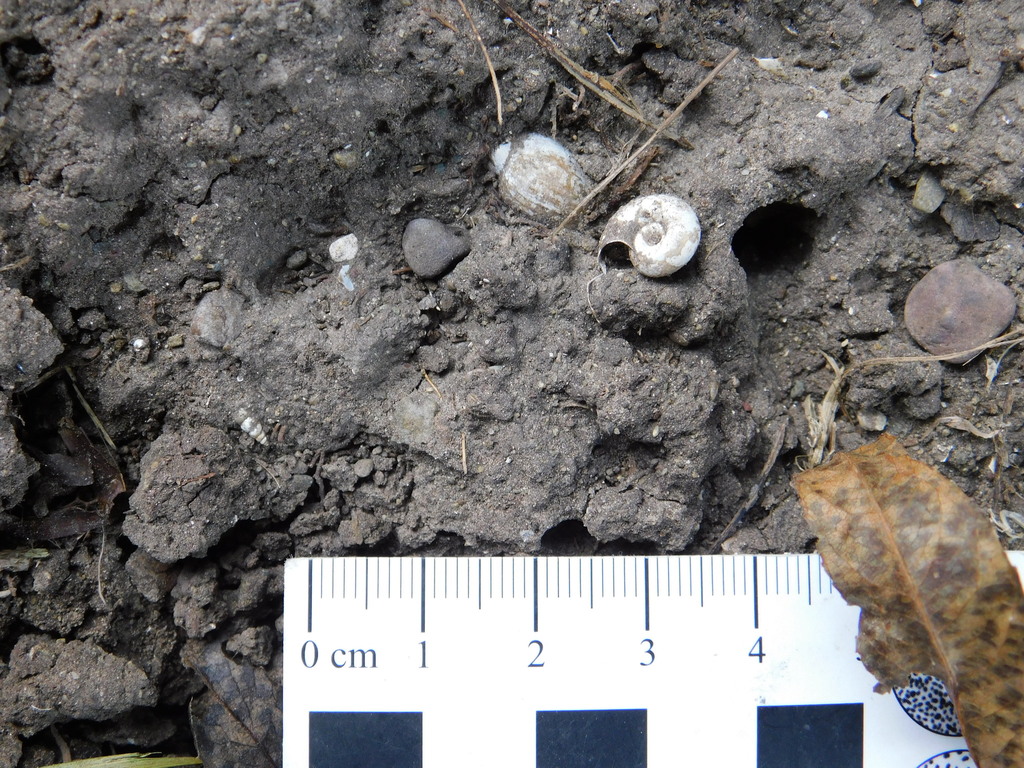 Biomphalaria peregrina