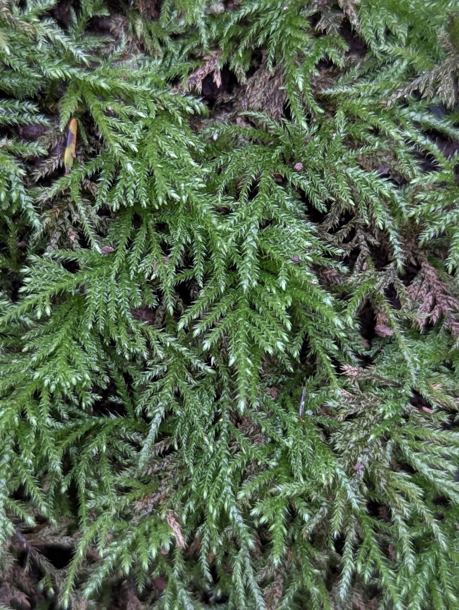 Thamnobryum alopecurum