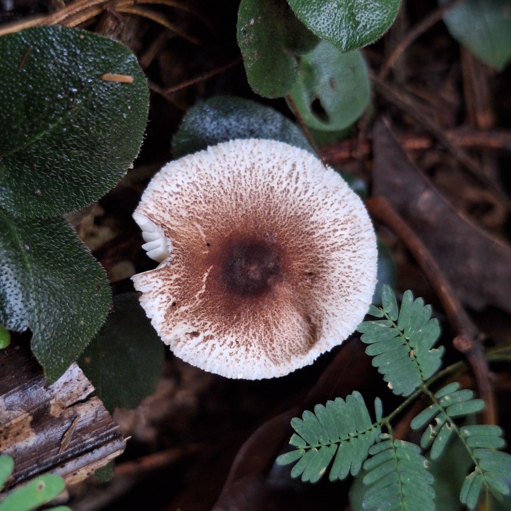 Leucocoprinus attinorum