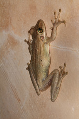 Osteopilus dominicensis