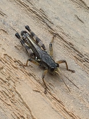 Melanoplus fasciatus