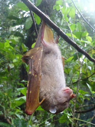 Malaita Tube-nosed Fruit Bat (Nyctimene malaitensis) — Least Concern Mammalia