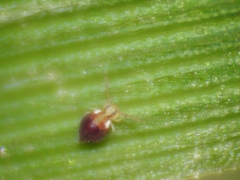 Sminthurinus quadrimaculatus