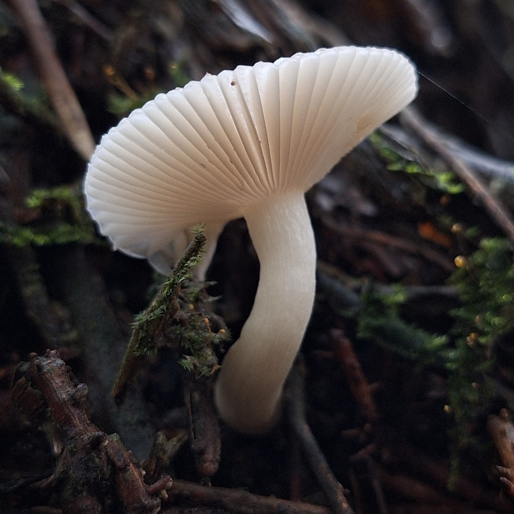 Russula puiggarii · April 2025 · photo: © deniszabin (iNaturalist, cc-by)