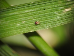 Sminthurinus quadrimaculatus