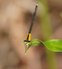 Ischnura pruinescens