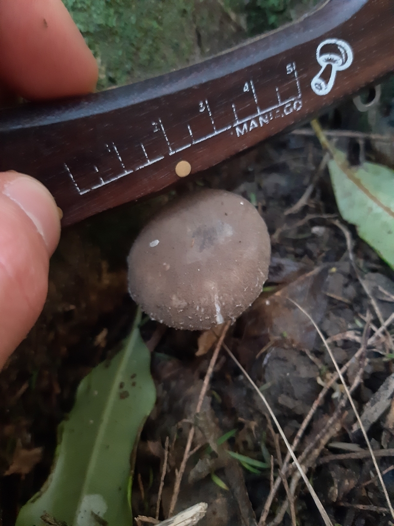 Amanita nehuta · April 2025 · photo: © georgecox (iNaturalist, cc0)