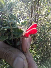 Salvia oaxacana