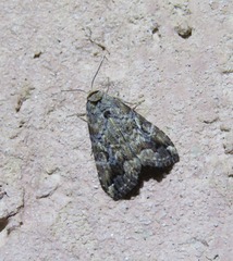 Pseudogyrtona fulvana