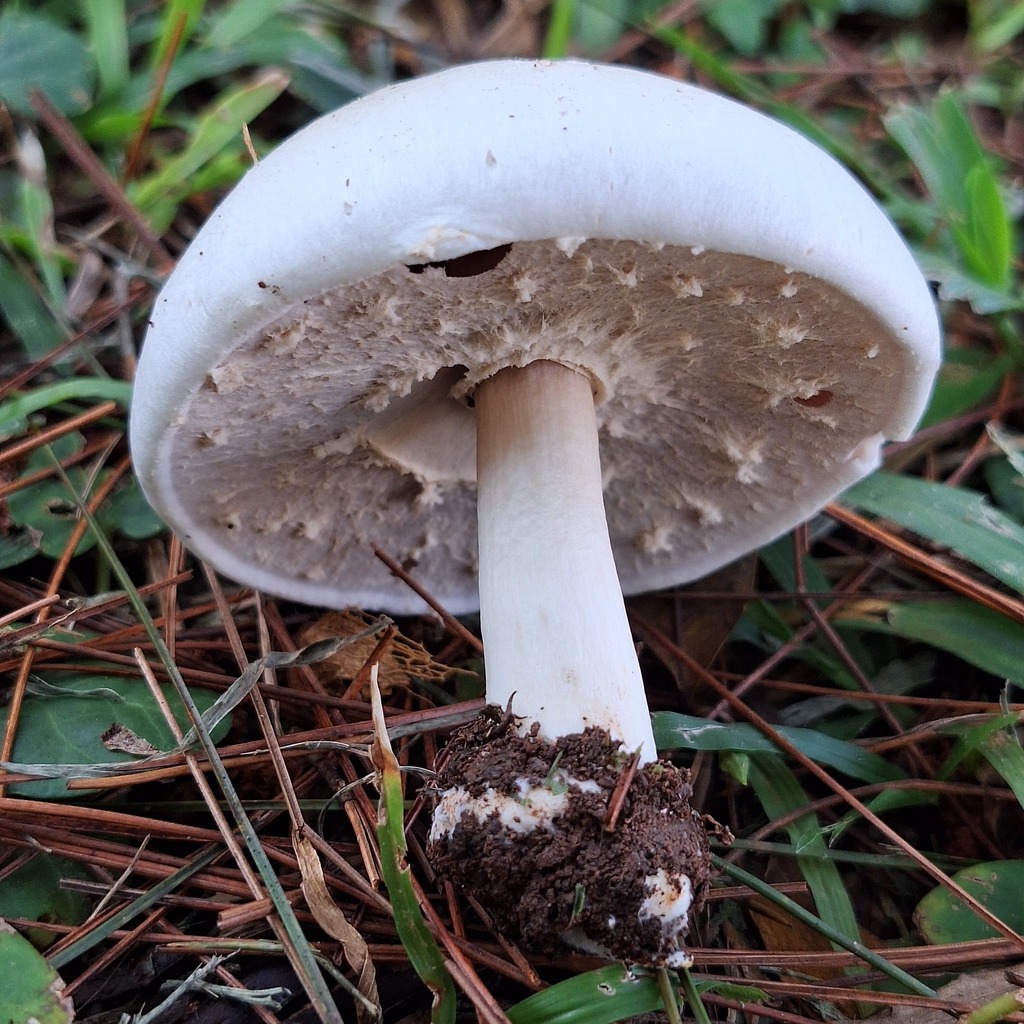 Agaricus tollocanensis