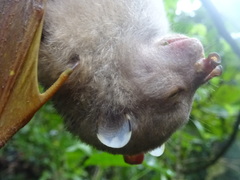 Nyctimene malaitensis