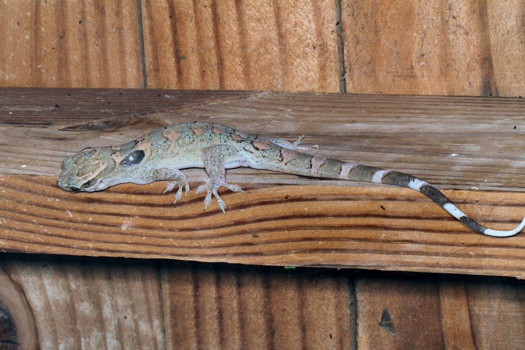 Hispaniolan Giant Gecko