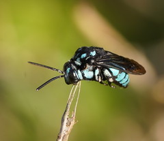 Thyreus nitidulus