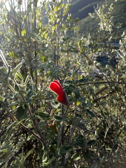 Salvia oaxacana