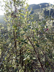 Salvia oaxacana