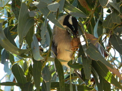 Melithreptus gularis
