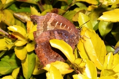 Arhopala centaurus nakula