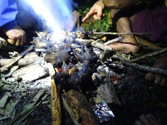 Rousettus amplexicaudatus