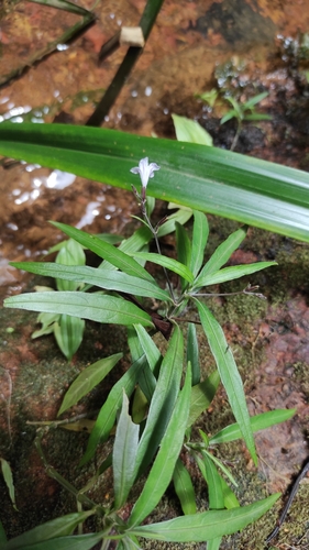 Image of Ruellia longifolia by (c) Guillaume Delaitre, some rights reserved (CC BY)