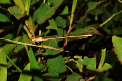 Ceriagrion olivaceum
