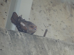 Steatornis caripensis