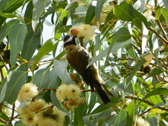 Melithreptus gularis
