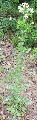 Image of Carolina Woollywhite (Hymenopappus scabiosaeus) by (c) saltyhiker, some rights reserved (CC BY)