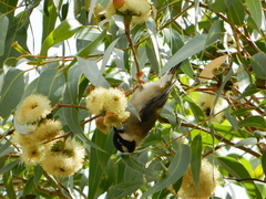 Melithreptus gularis