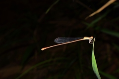 Aciagrion pallidum