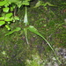 Asplenium rhizophyllum - Photo (c) Anita, osa oikeuksista pidätetään (CC BY-NC)