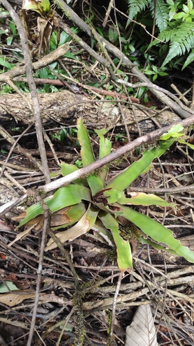 Guzmania melinonis
