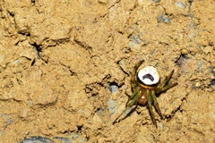 Bijoaraneus mitificus