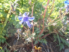 Delphinium glareosum