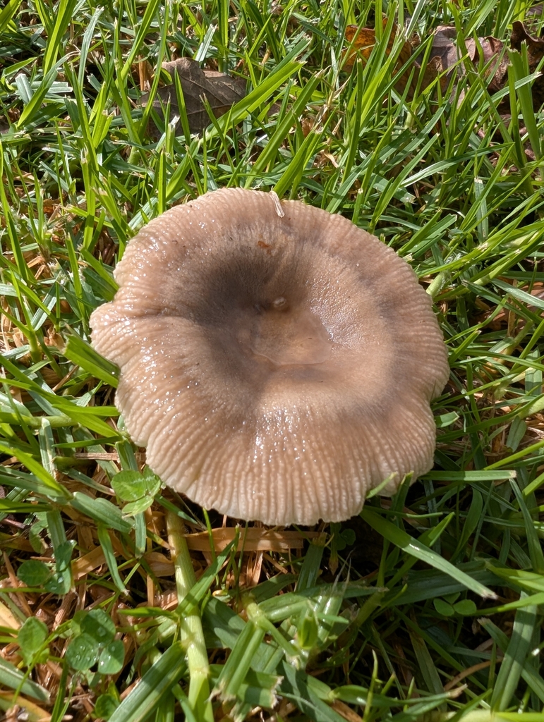 Russula amoenolens · April 2025 · photo: © villamarl88 (iNaturalist, cc0)