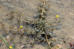 Neptunia oleracea