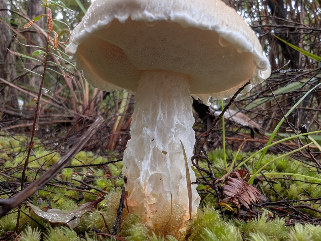 Austroboletus niveus · April 2025 · photo: © villamarl88 (iNaturalist, cc0)