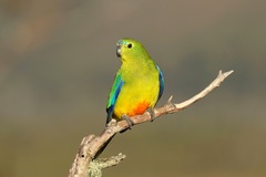 Orange-Bellied Parrot photo 1