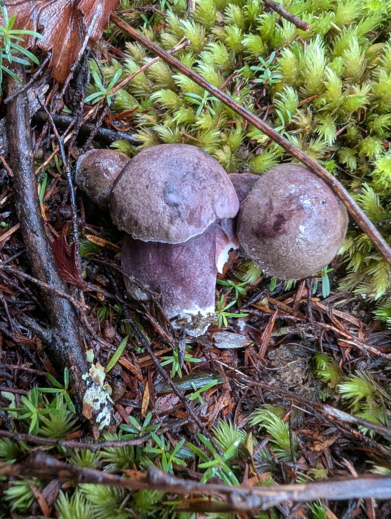 Tylopilus formosus · April 2025 · photo: © villamarl88 (iNaturalist, cc0)