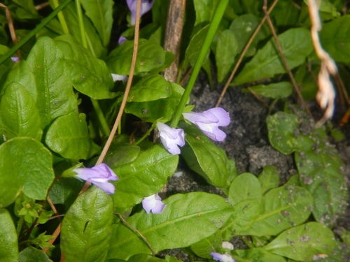 Mazus pumilio (Mazus pumilio)