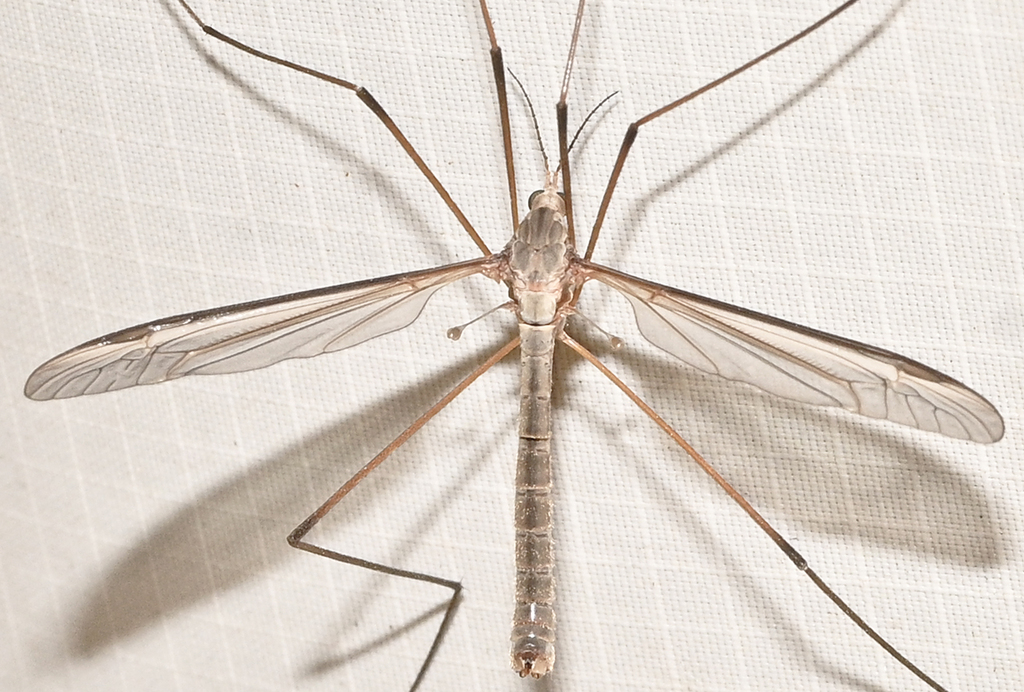 Marsh Crane Fly