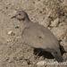 Black-winged Ground Dove - Photo (c) Scott Bowers, some rights reserved (CC BY-NC), uploaded by Scott Bowers