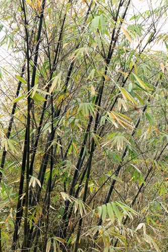 Black Bamboo (Gigantochloa atroviolacea)