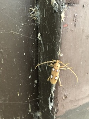 Eburia quadrigeminata