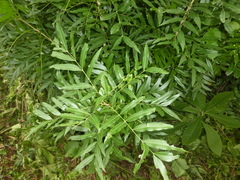 Thouinidium decandrum