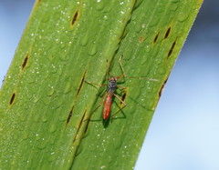 Phaenacantha australiae