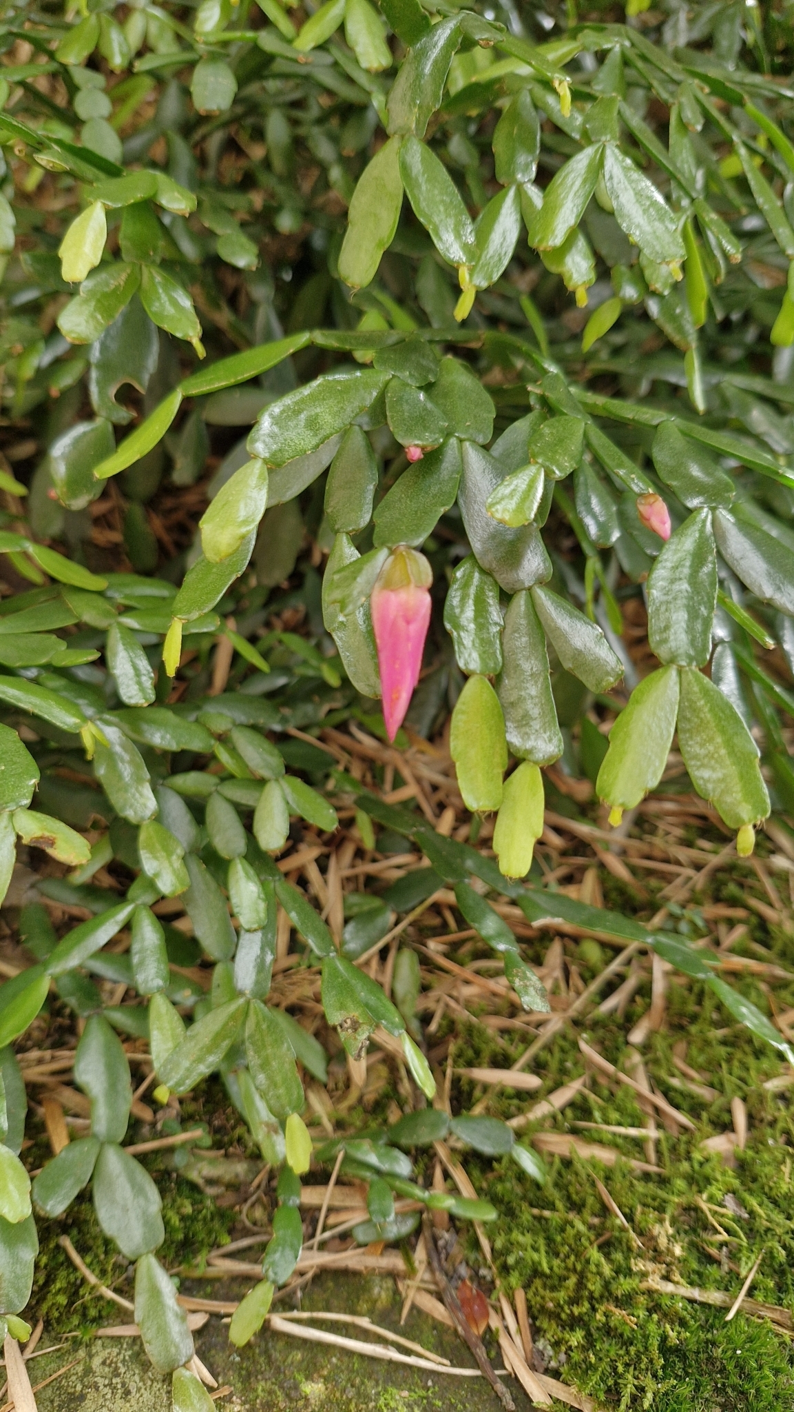 Christmas cactus