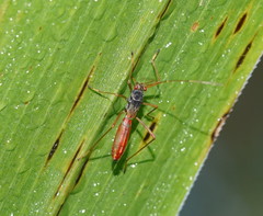 Phaenacantha australiae