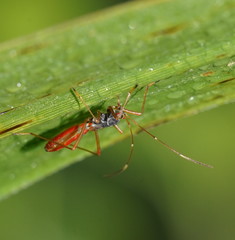 Phaenacantha australiae